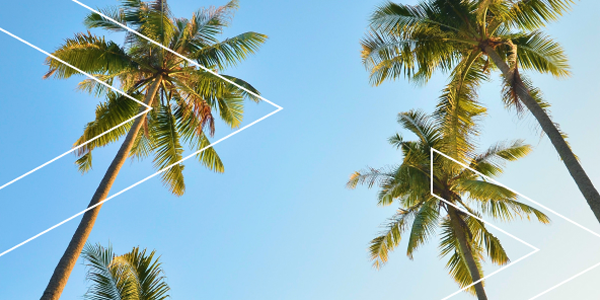 Palm Trees